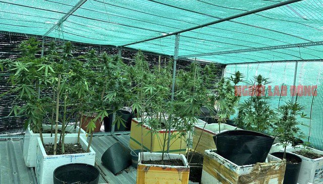 Số cần sa tươi được trồng trên nóc nhà của Tài